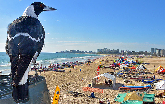 beachie-the-magpie-aussies-2013-harvpix.jpg