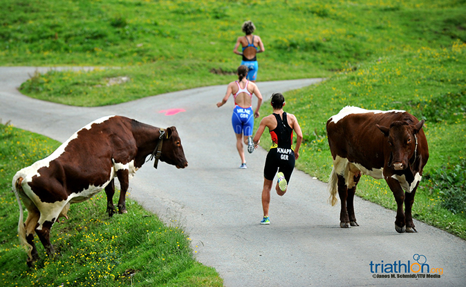 kitz-cows-and-runners-2013.jpg